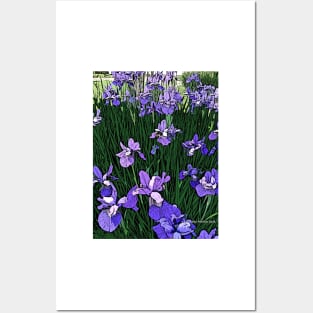 Irises Posters and Art